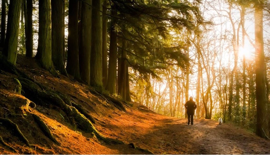 No WiFi or Television at Whispering Pines? Here’s Why!